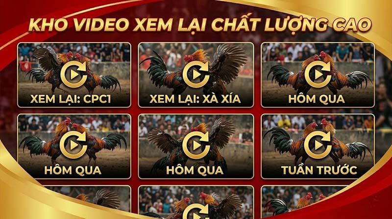đá gà trực tiếp tongga88
