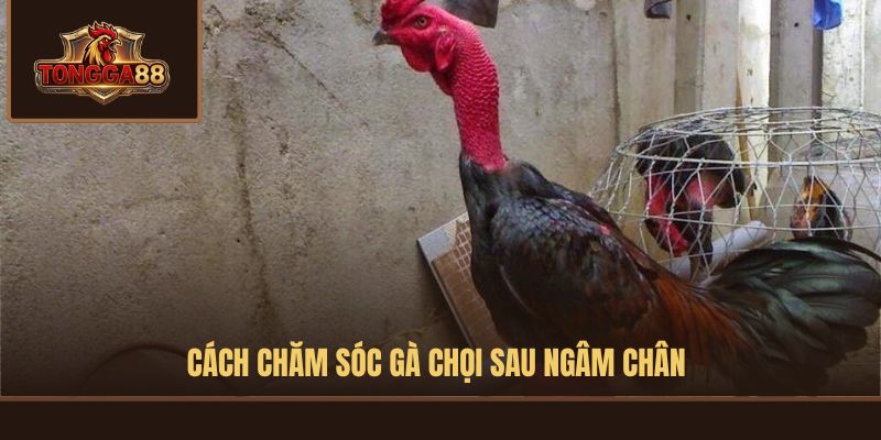 cách ngâm chân gà chọi