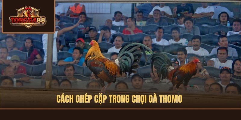 luật đá gà thomo