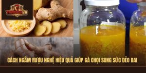 CÁCH NGÂM RƯỢU NGHỆ CHO GÀ CHỌI
