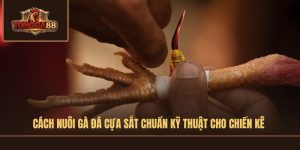 cách nuôi gà đá cựa sắt