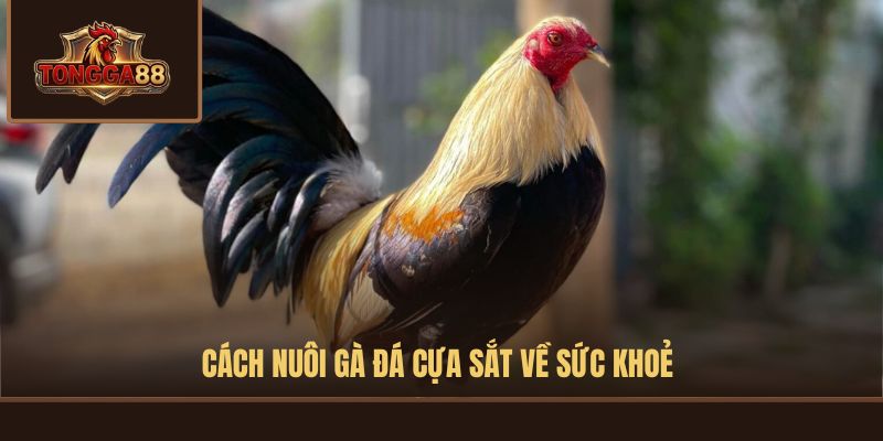 cách nuôi gà đá cựa sắt