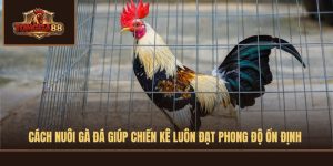 cách nuôi gà đá