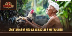 cách tắm gà đá