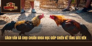 cách vần gà chọi
