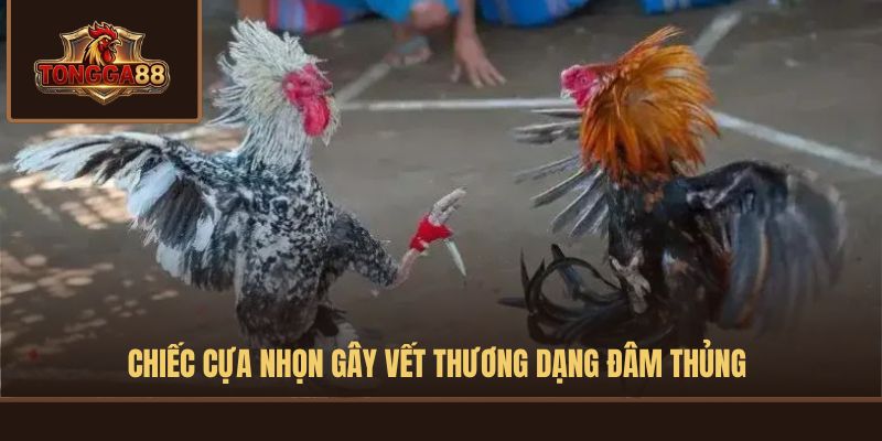 đá gà cựa sắt