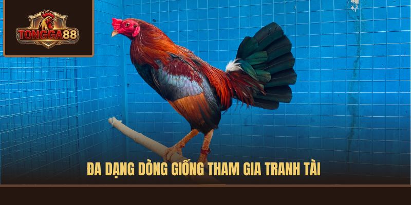 đá gà cựa dao