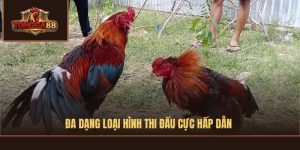 đá gà xà xía