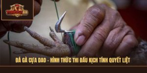 đá gà cựa dao
