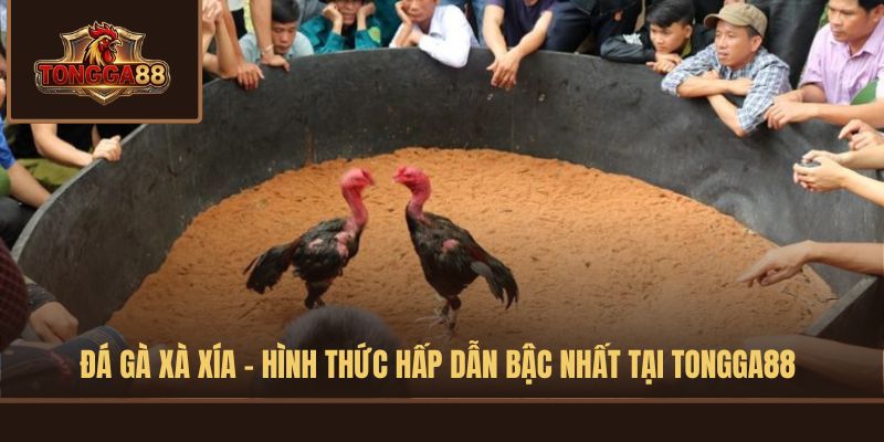 đá gà xà xía