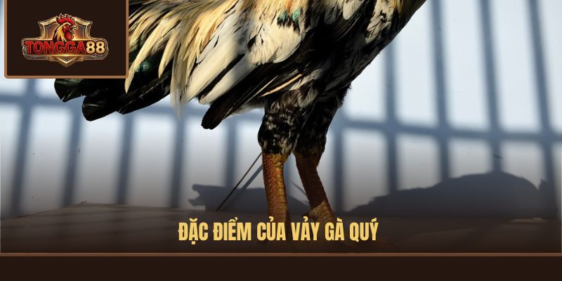 vảy gà quý