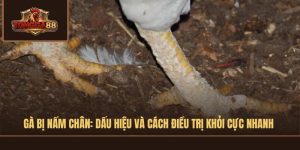 gà bị nấm chân