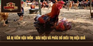 gà bị viêm hậu môn