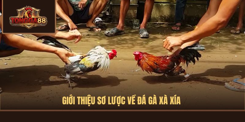 đá gà xà xía