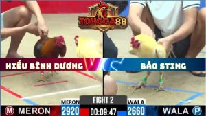 TRẬN 2 CPC2 NGÀY 29/5/2026
