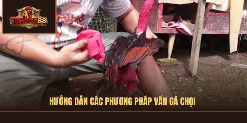 cách vần gà chọi