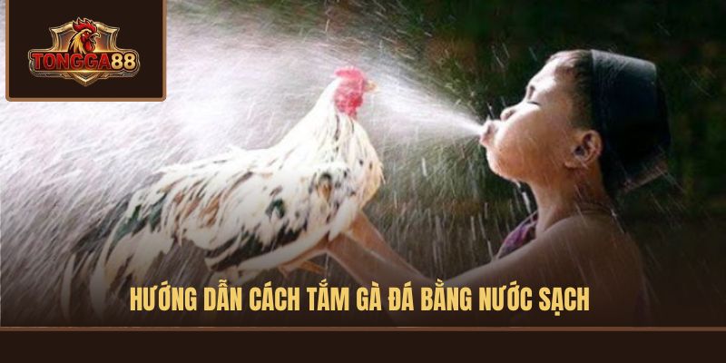 cách tắm gà đá
