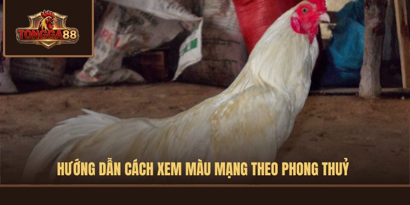 màu mạng gà đá
