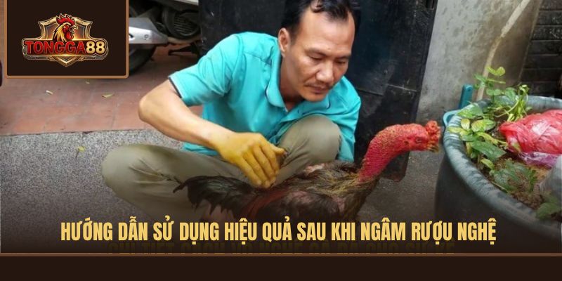 CÁCH NGÂM RƯỢU NGHỆ CHO GÀ CHỌI