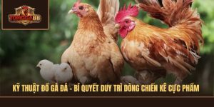 KỸ THUẬT ĐỔ GÀ ĐÁ