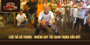 luật đá gà thomo