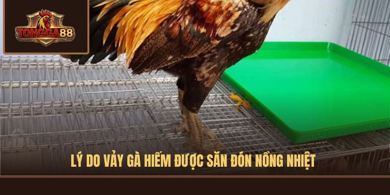 vảy gà quý