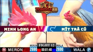 TRẬN 12 CPC3 NGÀY 11/5/2026