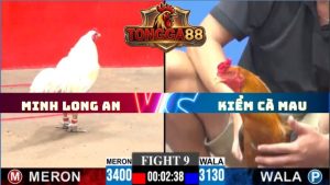 TRẬN 9 CPC3 NGÀY 31/5/2026