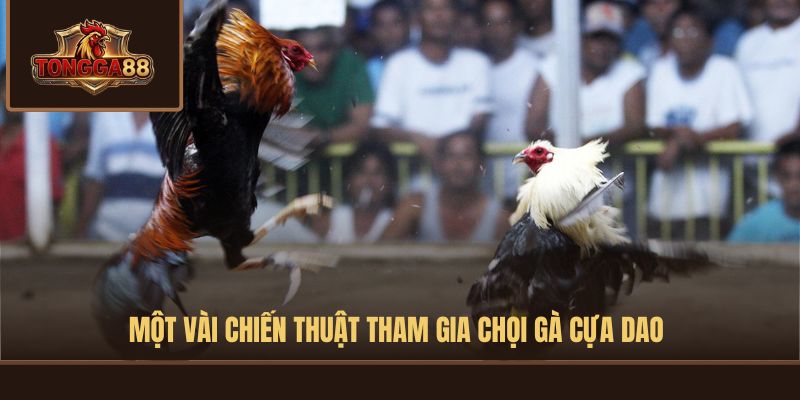 đá gà cựa dao