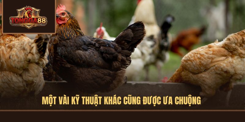 KỸ THUẬT ĐỔ GÀ ĐÁ