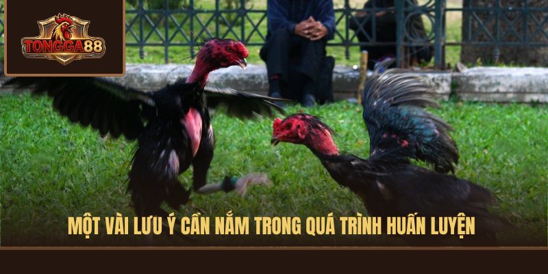 cách vần gà chọi