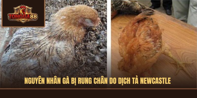 gà bị rung chân