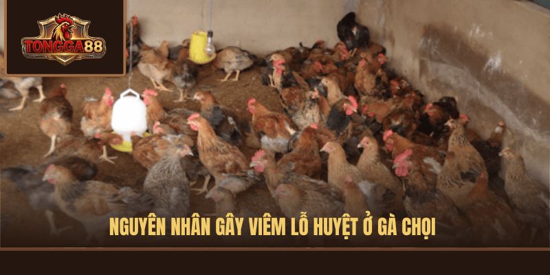 gà bị viêm hậu môn
