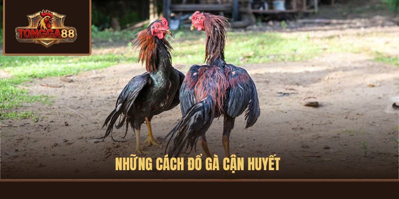 KỸ THUẬT ĐỔ GÀ ĐÁ
