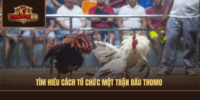 luật đá gà thomo