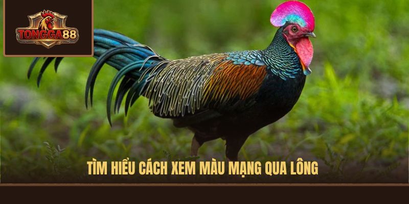 màu mạng gà đá