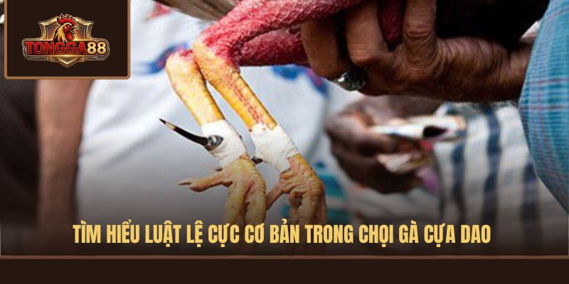 đá gà cựa dao