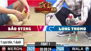 TRẬN 1 CPC2 NGÀY 13/5/2026