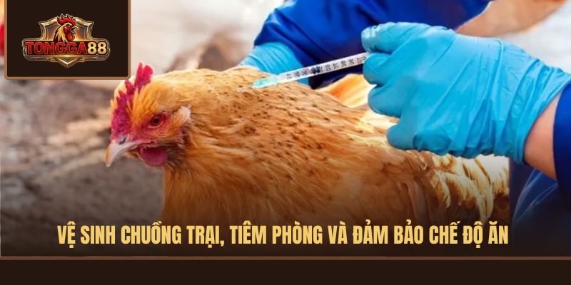 gà bị rung chân